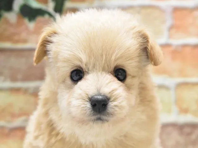 鳥取県のハーフ犬・ミックス犬 (ペッツワンFC鳥取店/2025年5月3日生まれ/男の子/アプリコット)の子犬